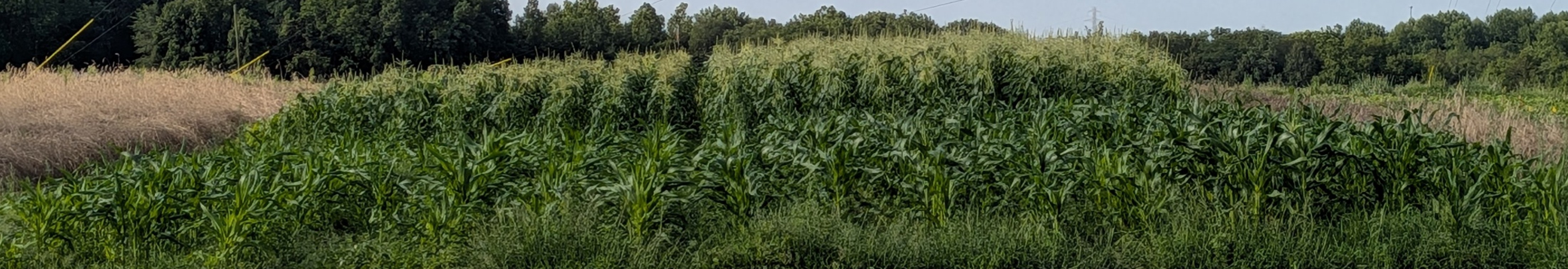 Sweet corn in a field showing a gradual increase in plant height.